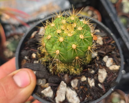 Gymncacpycium Chacoense