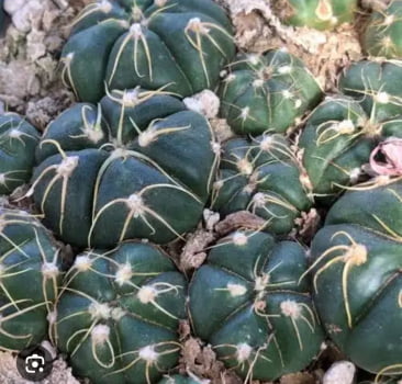 Gymnocalycium denudatum