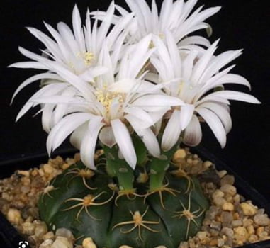 Gymnocalycium denudatum