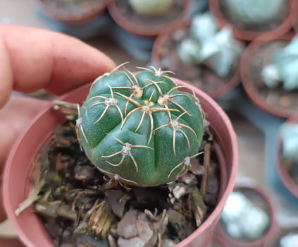Gymnocalycium denudatum