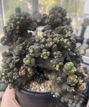 Gymnocalycium monstrose muda jovem 