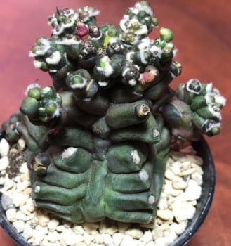 Gymnocalycium monstrose muda jovem 