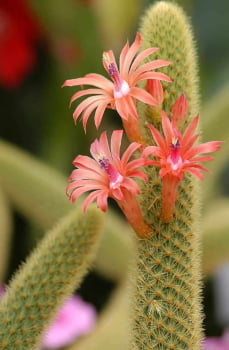 Hildewintera aureispina , rabo macaco 