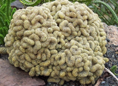 Mammillaria elongata cristata