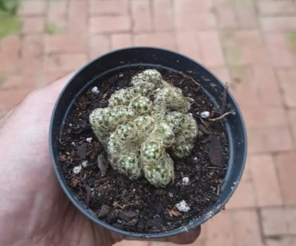 Mammillaria elongata cristata