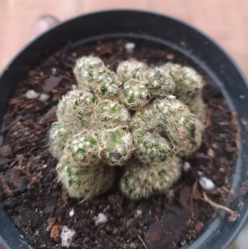 Mammillaria elongata cristata