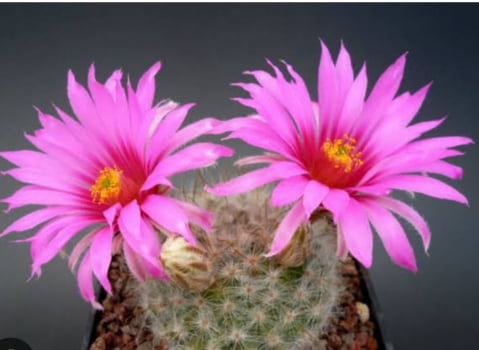 Mammillaria guelzowiana 