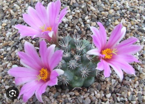 Mammillaria Schumanii 