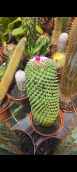 Mammillaria tolu a adulta 25cm