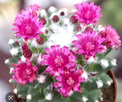 Mammillaria tolu a adulta 25cm