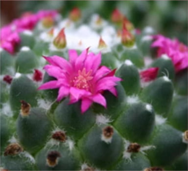 Mammillaria toluca