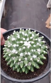 Mammillaria toluca