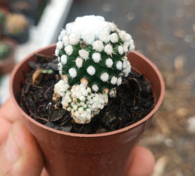 Mammillaria Ventura gracilis