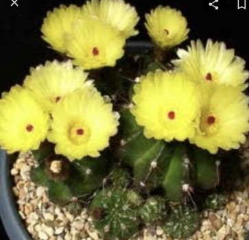 Matucana krahnii