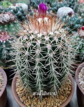 Melocactus Dawsonii