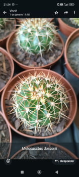 Melocactus Dawsonii