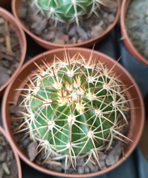 Melocactus Dawsonii