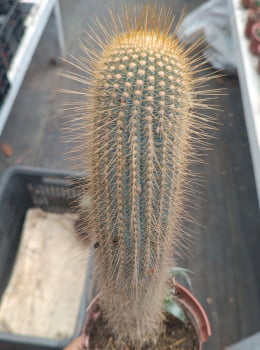 Micranthocereus violaciflorus -cactos brasil 