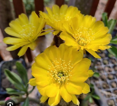 Lobivia arachinocantha flor amarela    Lobivia arachinocantha flor amarela