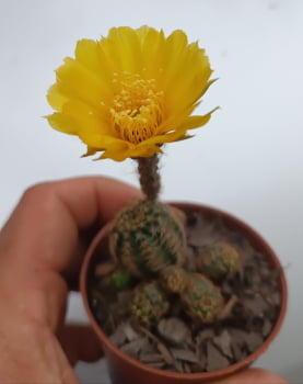 Lobivia arachinocantha flor amarela