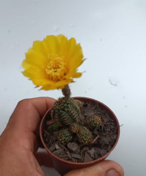 Lobivia arachinocantha flor amarela