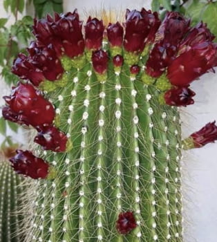 Neobuxbaumia polylopha muda com 15cm