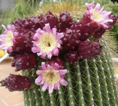 Neobuxbaumia polylopha muda com 15cm