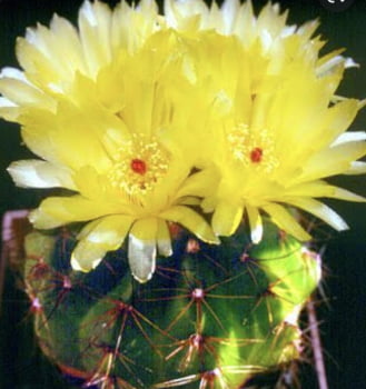 Notocactus arechavaletae 