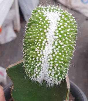 Notocactus scopa v. inermis cristata -enxertado