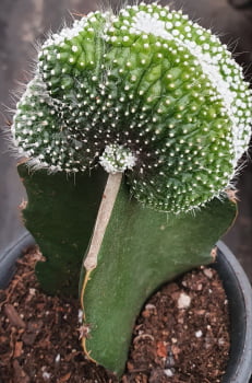 notocactus scopa var inermis cristata- cactos brasil. 