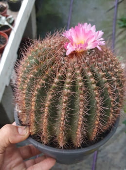 Notocactus ssp muda jovem com 4a5cm 