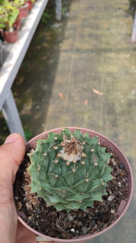 Obregonia denegrii semi adulta