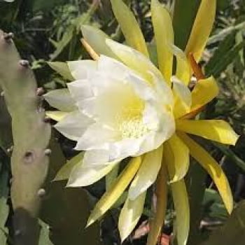  Epiphyllum Princess kelly's - corte da muda