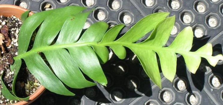 Epiphyllum - cactos orquidea - flor de outubro - marniera