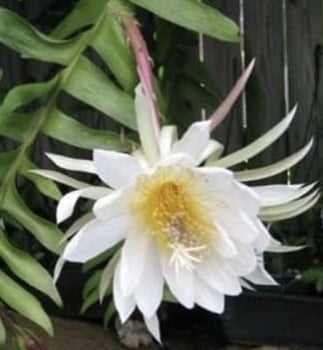  Selenicereus Marniera chrysocardium