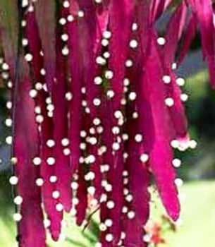 Epiphyllum-  cactos orquidea- pseudorhipsalis ramulosa