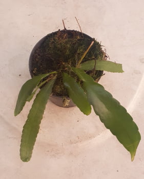 Epiphyllum-  cactos orquidea- pseudorhipsalis ramulosa