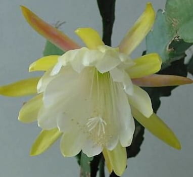  Epiphyllum cacto orquídea - Cristal