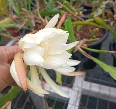 Disocactus espécie 
