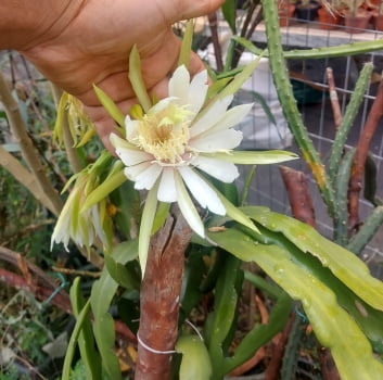Disocactus espécie 