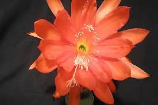 Epiphyllum Flaming Passion - corte da muda