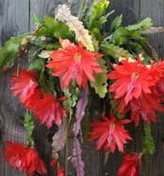 Epiphyllum Bliss   - cactos orquidea - flor de outubro- riphisalis