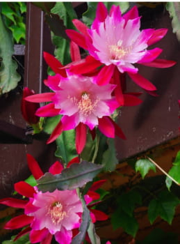 Epiphyllum Bumpking Epiphyllum Bumpking