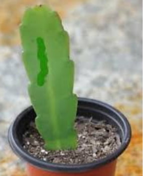 Epiphyllum Bumpking