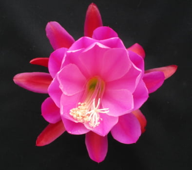 Epiphyllum french cabaret- corte da muda