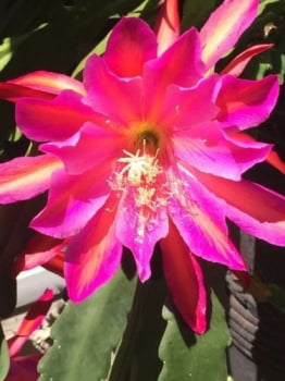 Epiphyllum Harry Paetz - corte da muda