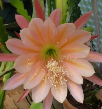 Epiphyllum king midas - corte da muda