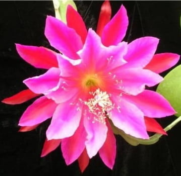 Epiphyllum Zotz - corte da muda