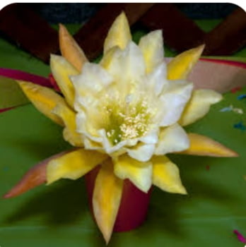 Epiphyllum outro amarelo e branco - corte