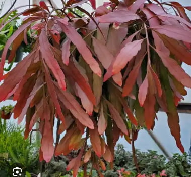 Epiphyllum- cactos orquidea- pseudorhipsalis ramulosa